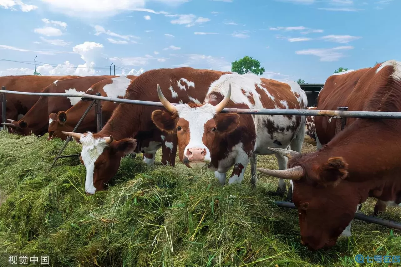 肥鹅健身房肥鹅雕像怎么收集？肥鹅雕塑怎么收集经验？