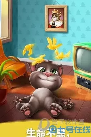 我的汤姆猫是什么品种的猫？汤姆猫是男的还是女的