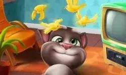 我的汤姆猫是什么品种的猫？汤姆猫是男的还是女的