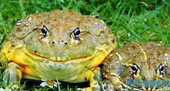 长生祭磁蛙为什么吸不了?瘊子是什么原因造成的?