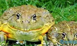 长生祭磁蛙为什么吸不了？瘊子是什么原因造成的？