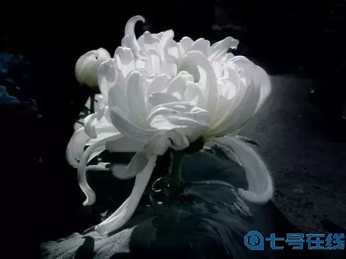 长生祭日 长生祭真相