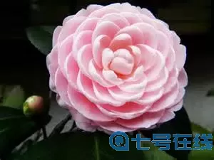 这就是江湖茶花十八学士怎么得？正宗十八学士茶花