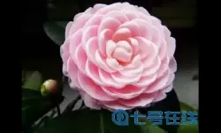 这就是江湖茶花十八学士怎么得？正宗十八学士茶花