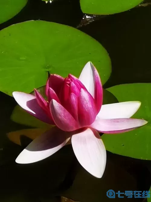 苍之纪元睡莲 苍之纪元完美阵容