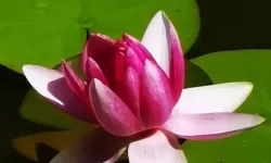 苍之纪元睡莲 苍之纪元完美阵容