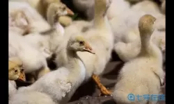 肥鹅健身房大鹅小鹅向前冲订单 大鹅小鹅向前冲怎么完成？