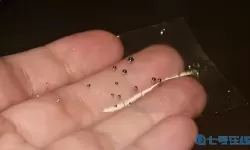 粉末游戏水银有什么用？粉末游戏攻略大全