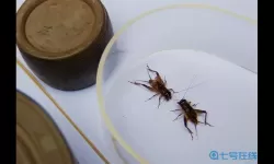 这就是江湖斗蛐蛐攻略 这就是江湖最全攻略