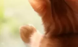 米拉奇战记黑骑士 米拉奇战记1-1怎么过？