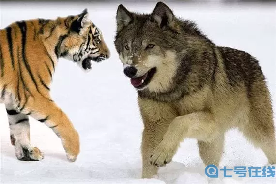 横扫千军是什么动物?横扫千军打一正确数字