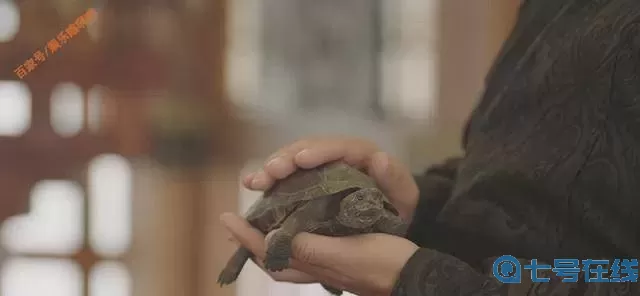军师联盟乌龟名字 乌龟取名字