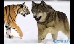 横扫千军是什么动物?横扫千军打一正确数字