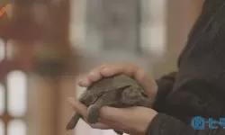 军师联盟乌龟名字 乌龟取名字