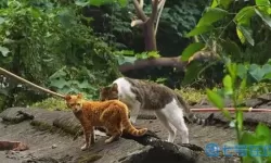 灵猫传黑老八是做什么生意的？钱小穷方丈岛王二狗暗号