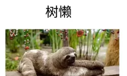 横扫千军代表什么动物?横扫千军打一正确生肖