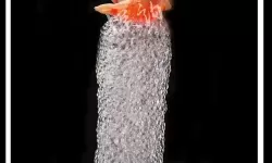 泡泡龙的实验结论 泡泡龙实验描述