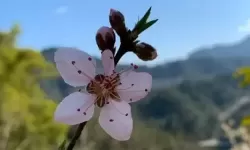 泡泡龙儿歌中国旅游车 泡泡龙传奇闯关1000元