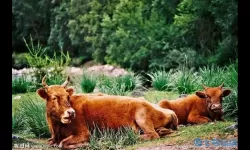 横扫千军打一个准确动物 横扫千军指的是什么动物？