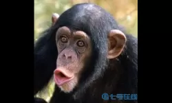 横扫千军的动物是什么？横扫千军代表什么生肖？