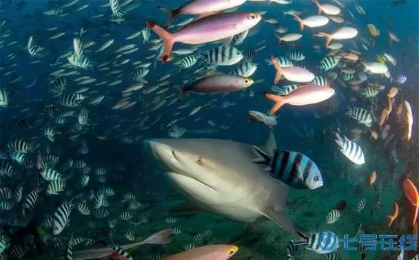 深海水族馆obb 深海水族馆obb—探秘神秘海底