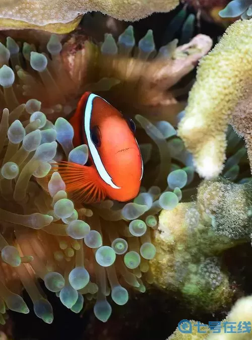 深海水族馆雪小丑获得 深海水族馆：冰雪奇缘