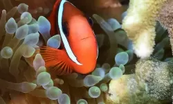 深海水族馆雪小丑获得 深海水族馆：冰雪奇缘