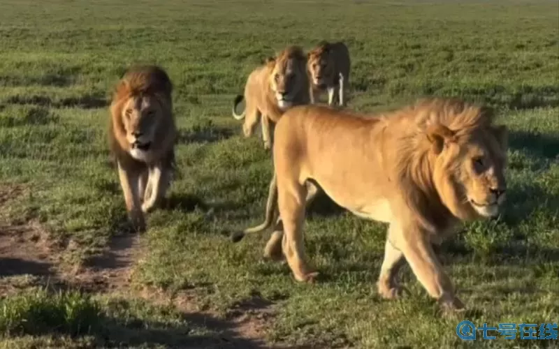 超级联盟苹果版 超级联盟新版发布