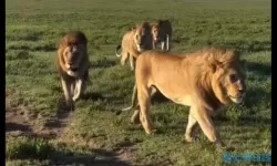 超级联盟苹果版 超级联盟新版发布