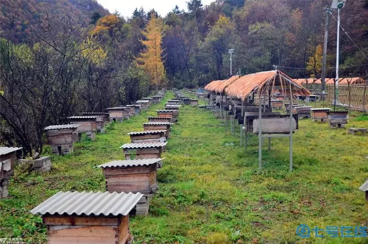 矮人要塞蜂蜜镇 矮人要塞：蜂蜜镇盛宴