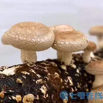 边缘世界cemod蘑菇布可以种在水栽培么 边缘世界cemod蘑菇水培种植