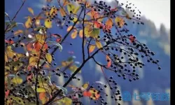 绝世武林枫与问傲雪 绝世武林之枫与问傲雪