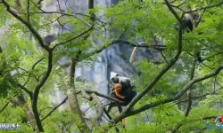 《猫之城》如何获得熊猫币