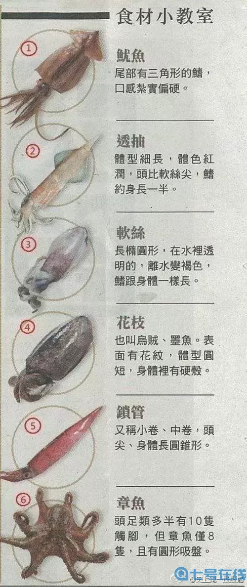 《潜水员戴夫》捕捉水母指南