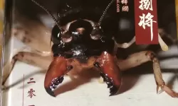 《蛐蛐也疯狂》饲养蟋蟀指南