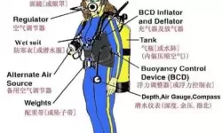 《潜水员戴夫》捕捉海鳗简介