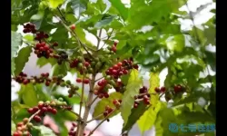 繁盛农场里咖啡树在哪