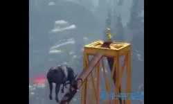 模拟山羊钓上来