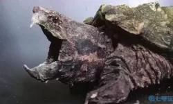 钓鱼大咖鳄龟怎么钓