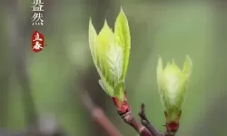 四季之春立春信物是什么