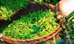 探寻者记宝箱攻略