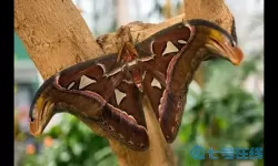 阿特拉斯蛾有毒吗