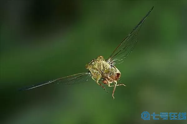 逍遥游蜩与学鸠嘲笑大鹏鸟道理