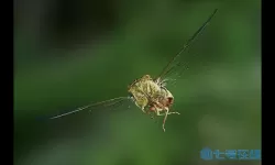 逍遥游蜩与学鸠嘲笑大鹏鸟道理