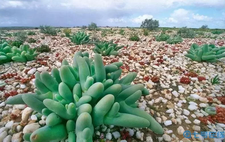 绝处逢生简介