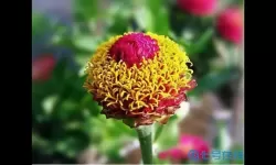 深沉之火日轮花有什么用