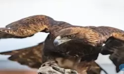 飞禽走兽五行属什么