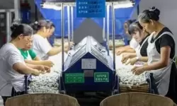 梦幻小镇如何生产蚕丝