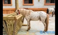 萌物大乱斗上古生命之树