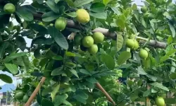 果园丰收四个词汇怎么写